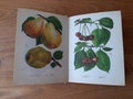 Vintage Botanical Book - Plants drawings - 32 Beautiful Color drawings - Wild Forest Herbaceous Drug - Herbs Flower Illustration - Mushrooms