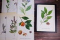 Vintage plants illustrations Botanical book plates Plant drawings Spices book pages Botanical prints Spices herb pictures Herb prints #5
