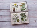 Vintage botanical book with lot of color illustrations of medicinal plants - Botanical illustrations of herbs - Botany wall decor